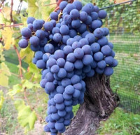 Globální spotřeba vína loni klesla na historické minimum. Mění se klima, obchodní podmínky i poptávka zákazníků, říká analytik společnosti Coface 